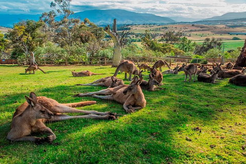 Five Of Hobart's Best In One Day - Winery Find 1