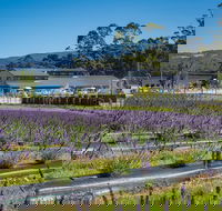 Private Tasman Peninsula Cruise Ship Tour from Port Arthur - Winery Find
