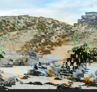 Small-Group Kangaroo Island 4WD Tour from Adelaide - Winery Find