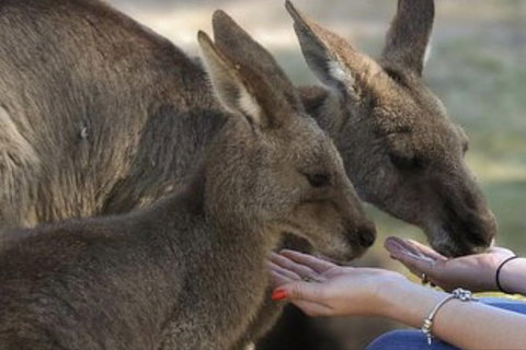 Full-Day Tour In South Australia Highlights - Winery Find 7