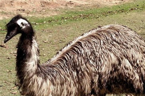 Full-Day Tour In South Australia Highlights - Winery Find 3