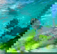 Half-Day Sea Lion Snorkeling Tour from Port Lincoln - Winery Find