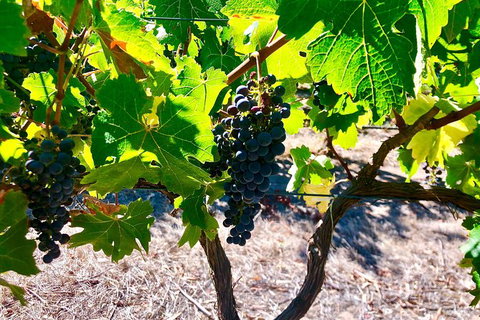 Fleurieu Explorer 3 Day 2 Night Cycle Camping Self Guided Tour - Winery Find 9