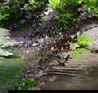 Whitsunday Crocodile Safari including Lunch - Winery Find