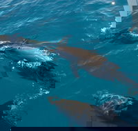 Fraser Island  Dolphin Sailing Adventure - Winery Find