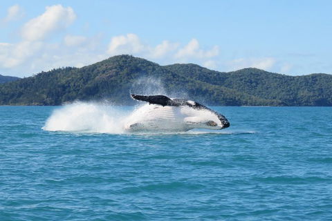 Whitsundays Whale Watching Cruise From Airlie Beach - Winery Find 0