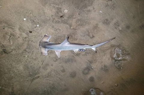 Land Based Game Fishing - Winery Find 1