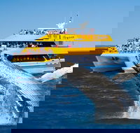 Spirit of Hervey Bay Whale Watching Cruise - Winery Find
