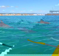 Half-Day Kayak with Dolphins and 4WD Beach Drive from Rainbow Beach - Winery Find