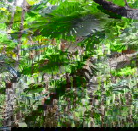 Cape Tribulation Daintree Rainforest and Wildlife Tour - Winery Find
