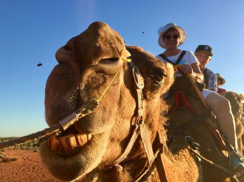 Uluru Small-Group Tour By Camel At Sunrise Or Sunset - Winery Find 7