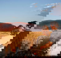Uluru Ayers Rock Sunset with Outback Barbecue Dinner and Star Tour - Winery Find