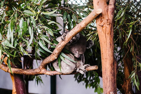 All-Inclusive Blue Mountains Day Trip With River Cruise - Winery Find 14