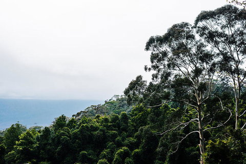 All-Inclusive Blue Mountains Day Trip With River Cruise - Winery Find 18