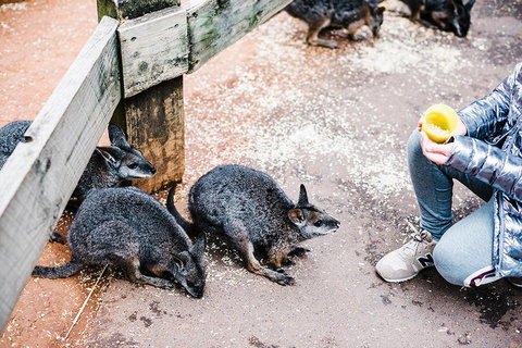 All-Inclusive Blue Mountains Day Trip With River Cruise - Winery Find 15