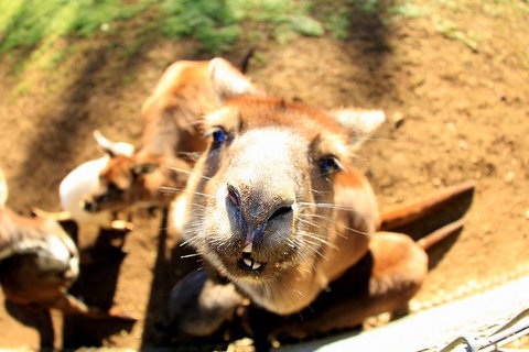 All-Inclusive Blue Mountains Day Trip With River Cruise - Winery Find 29