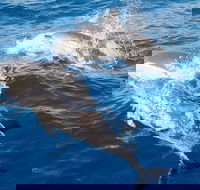 Port Stephens Day Tour From Sydney Including 4WD Sandboarding and Dolphins - Winery Find