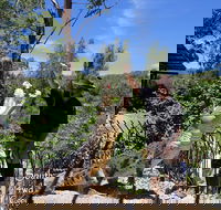 Private Shoalhaven Zoo Experience from Sydney - Winery Find