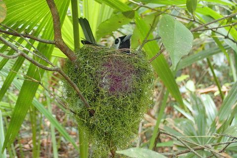 Full Day Sub-Tropical Rainforest Canyoning Adventure From Sydney - Winery Find 4