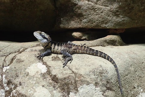 Full Day Sub-Tropical Rainforest Canyoning Adventure From Sydney - Winery Find 6