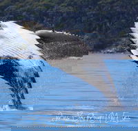 Whale Watching Jervis Bay - Winery Find