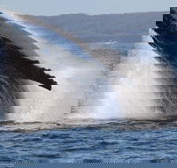 Jervis Bay Whale Watching Tour - Winery Find