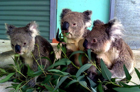 Cohunu Koala Park - Winery Find 0