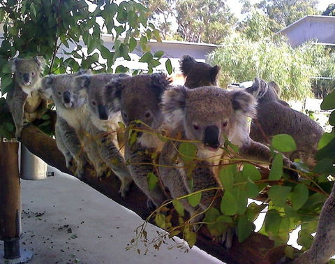 Cohunu Koala Park - Winery Find 1