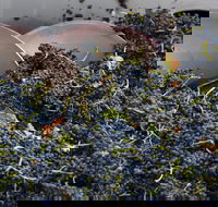 Coldstream - Winery Find