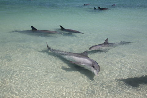 Dolphins Of Monkey Mia - Winery Find 0
