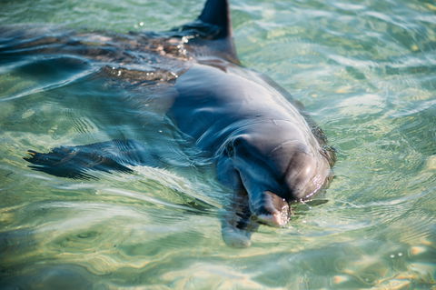 Dolphins Of Monkey Mia - Winery Find 1