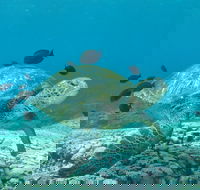 Flinders Reef Dive Site - Winery Find