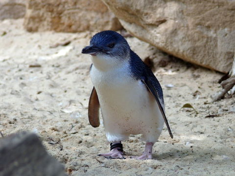 Granite Island Nature Park - Guided Penguin Tours - Winery Find 0