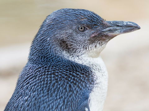 Granite Island Nature Park - Guided Penguin Tours - Winery Find 1