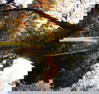 Jamieson Significant Trees - Winery Find