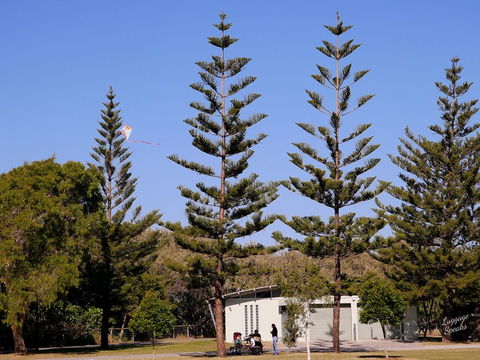 Kurrawa Park - Winery Find 0