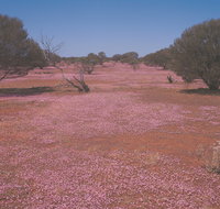 Meekatharra - Winery Find