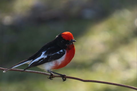 Weddin Bird Trails - Winery Find 0