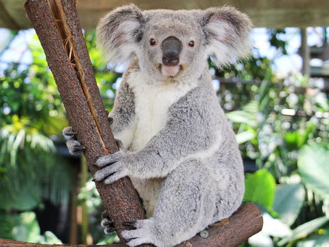 Cairns ZOOM And Wildlife Dome - Winery Find 2