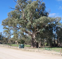 Giant Gum Tree - Winery Find