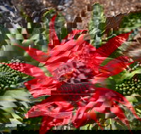 Inverawe Native Gardens - Winery Find