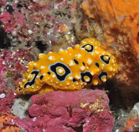 Magic Mountain Dive Site - Winery Find