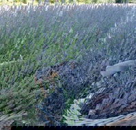 Melton - Winery Find