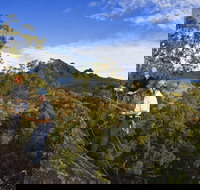 Mount Barney - Winery Find