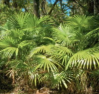 Mungo Rainforest Walk - Winery Find