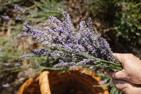 Nannup Lavender Farm - Winery Find 2