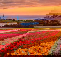 Table Cape - Winery Find