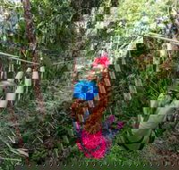 TreeTop Challenge - Sunshine Coast - Winery Find