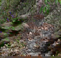 Understory Art In Nature - Winery Find
