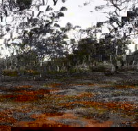 Woylie Walk Dryandra Woodland - Winery Find